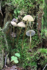 Mycena viridimarginata