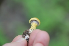 Cortinarius delibutus