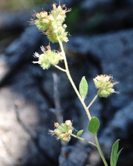 Phacelia egena