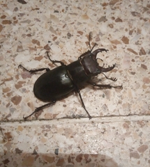 Lucanus ibericus