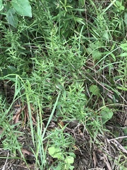 Dulichium arundinaceum