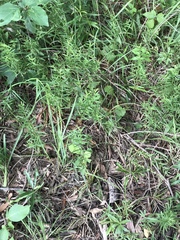 Dulichium arundinaceum