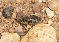 Calliopsis andreniformis