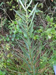 Asclepias hirtella