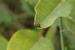 Tetraopes melanurus