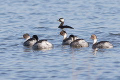 Podiceps occipitalis