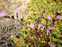 Limonium virgatum