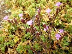 Limonium virgatum