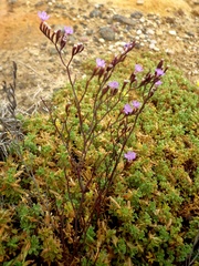 Limonium virgatum