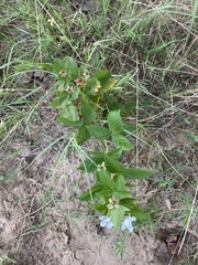 Rubus oklahomus