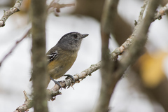 Thamnophilus caerulescens