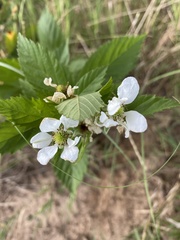 Rubus oklahomus