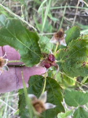 Rubus oklahomus
