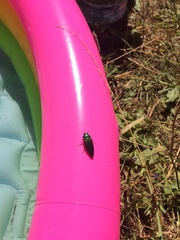 Eurythyrea aurata