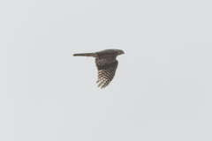 Accipiter striatus erythronemius