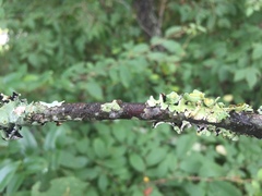 Parmotrema submarginale