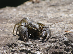 Austropotamobius torrentium