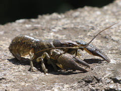 Austropotamobius torrentium