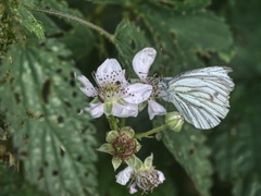 Pieris napi