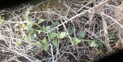 Solanum africanum