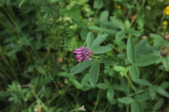 Trifolium medium