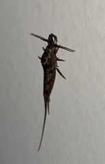 Dilta italica