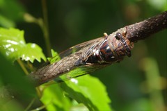 Megatibicen resonans