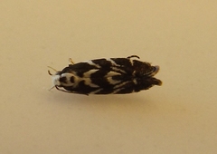 Aristotelia hexacopa