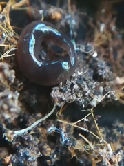 Microplana terrestris