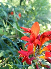 Crocosmia