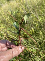 Crataegus reverchonii