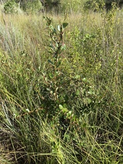 Crataegus reverchonii