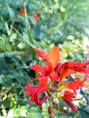 Crocosmia
