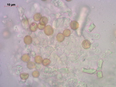 Cortinarius delibutus