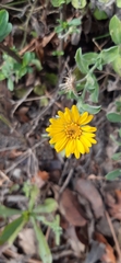 Heterotheca mucronata