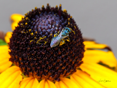 Ceratina