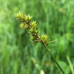 Carex normalis