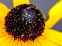 Ceratina
