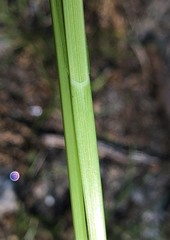 Carex normalis