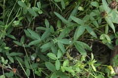 Trifolium medium