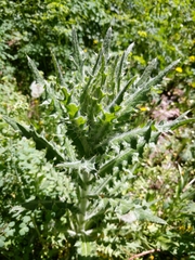 Cirsium scariosum