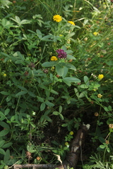 Trifolium medium