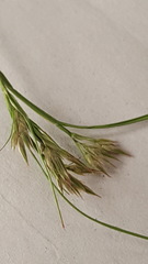 Juncus marginatus