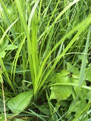 Carex normalis