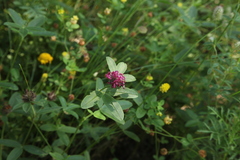 Trifolium medium