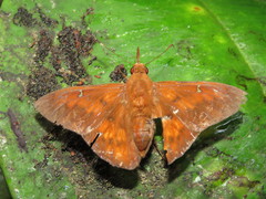 Dyscophellus porcius