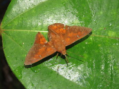 Dyscophellus porcius