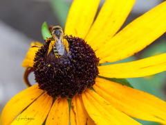 Halictus ligatus