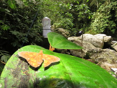 Dyscophellus porcius