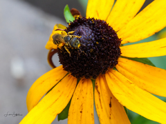 Halictus ligatus